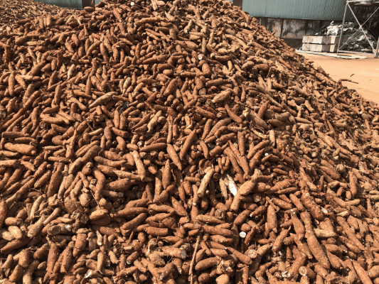 Cassava roots 